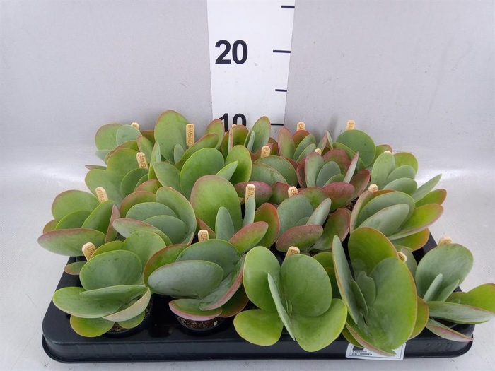 <h4>Kalanchoe NF thyrsiflora</h4>