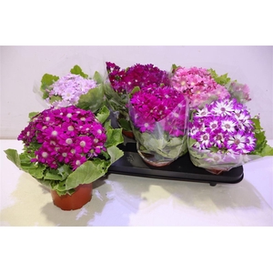 arr8 Peri C Venez Gem