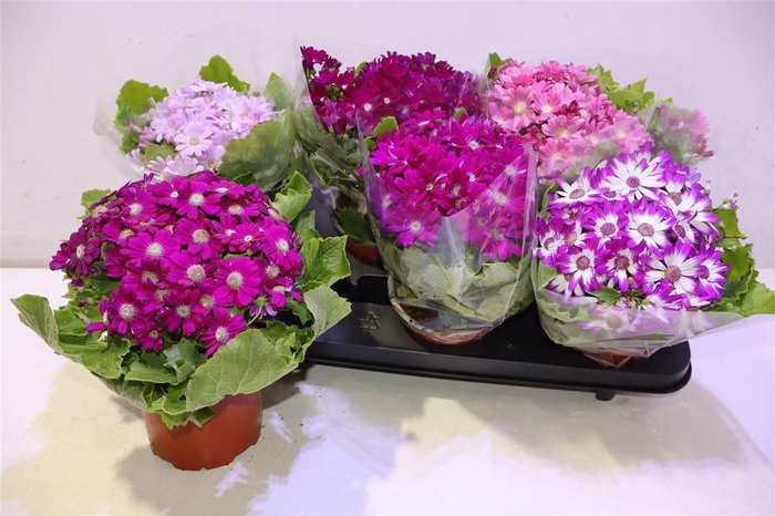 <h4>Peri C Venez Gem</h4>