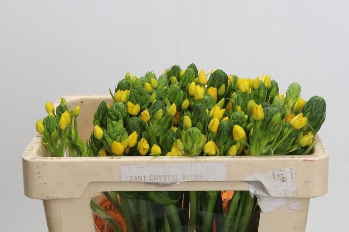 <h4>Ornithogalum Dubium Yellow Asa</h4>