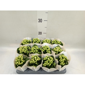 Kalanchoe  'MoreFlow Paris'