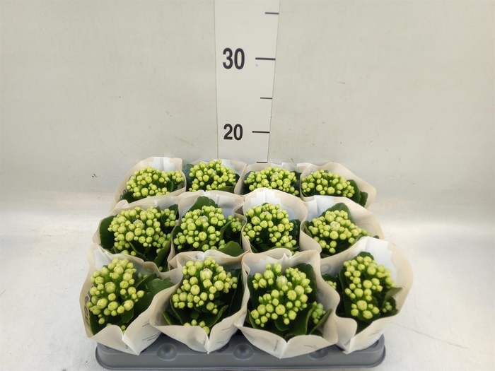 <h4>Kalanchoe  'MoreFlow Paris'</h4>