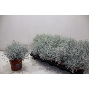 Leucoph Brownii