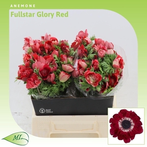 Anemone Fullstar Glory Red