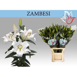 LI OT ZAMBESI