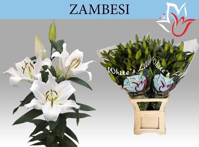 <h4>LI OT ZAMBESI</h4>