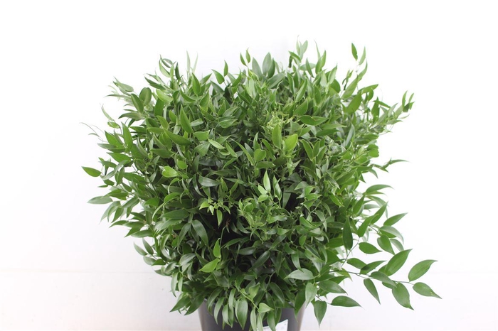 <h4>Ruscus Medium</h4>