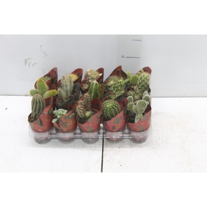 CACTUS MINI P06