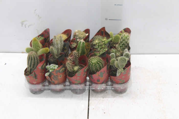 <h4>CACTUS MINI P06</h4>