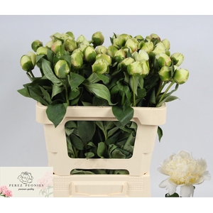 PAEO L BRIDAL SHOWER