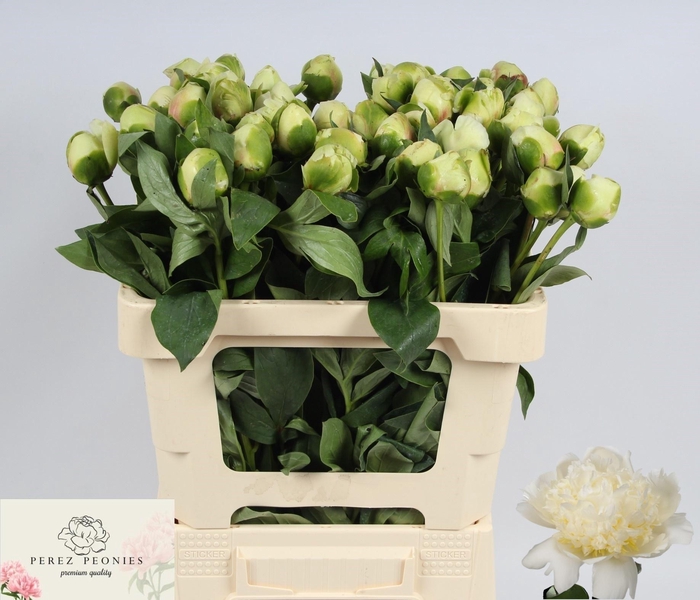 <h4>PAEO L BRIDAL SHOWER</h4>