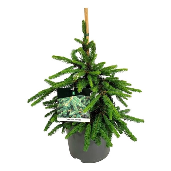 <h4>Picea abies 'Inversa'</h4>