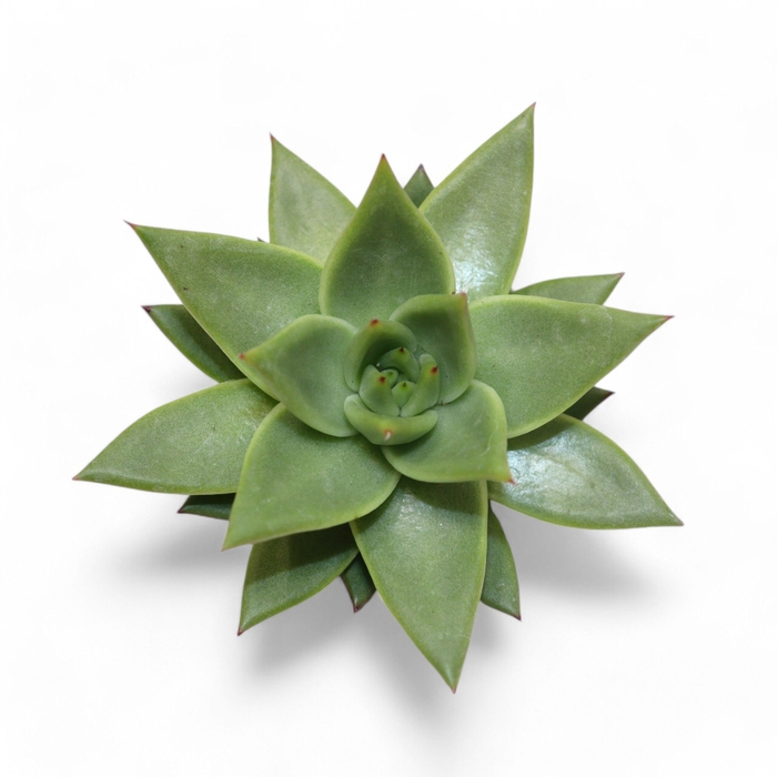 <h4>Echeveria Miranda Cutflower Wincx-8cm</h4>