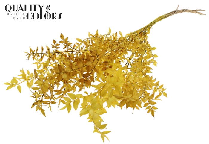 <h4>Ruscus 70cm 5 pc/bunch Yellow (2x5 bunch/poly)</h4>