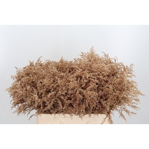 Solidago Kl Bh Antiek Goud