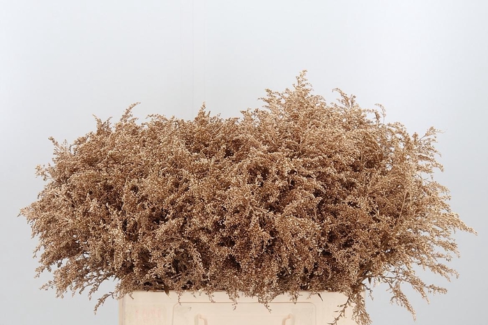 <h4>Solidago Kl Bh Antiek Goud</h4>