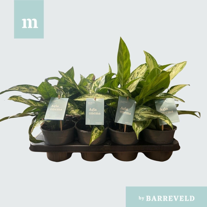 <h4>Aglaonema gemengd</h4>