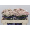 Ozothamnus Cooks Pink