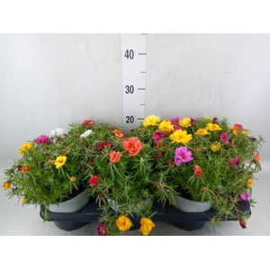 Portulaca grand. 'Happy Hour'  .mix