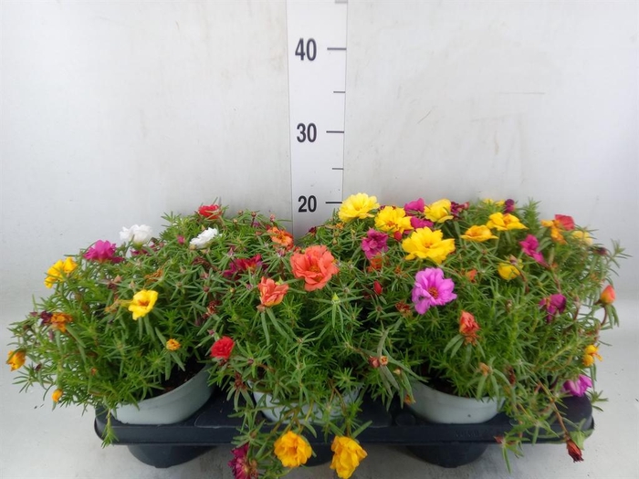 <h4>Portulaca grand. 'Happy Hour'  .mix</h4>