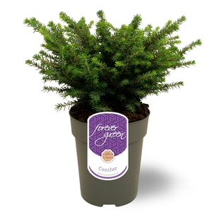 Picea omorika 'Karel' P15