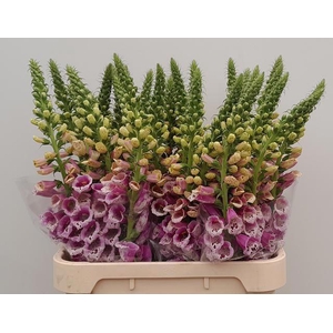 DIGI PURPUREA