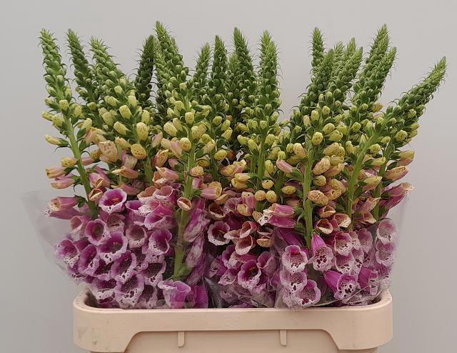 <h4>DIGI PURPUREA</h4>