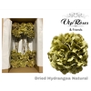 DRIED HYDRANGEA BOLD GREEN