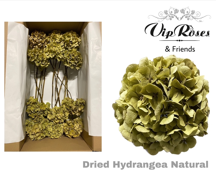 DRIED HYDRANGEA BOLD GREEN