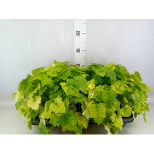 Tolmiea menziesii   ...variegated