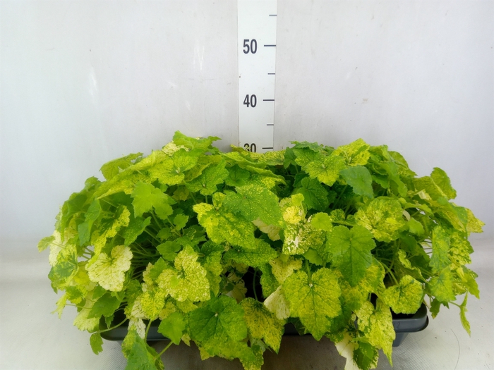 <h4>Tolmiea menziesii   ...variegated</h4>