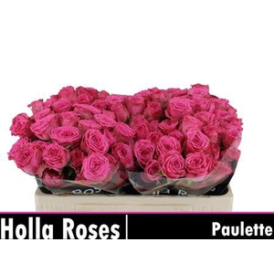 R Tr Paulette!