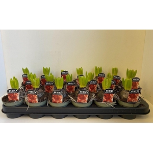 9 cm Hyacint Jan Bos in olijfgroene pot