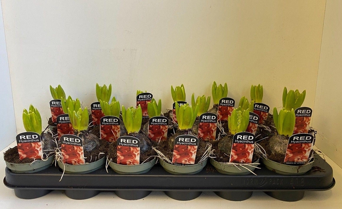 <h4>9 cm Hyacint Jan Bos in olijfgroene pot</h4>