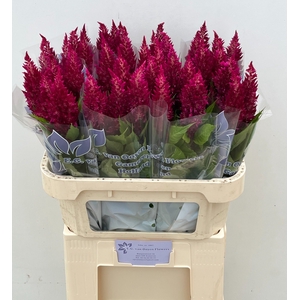 Celosia Sunday Purple Ooijen