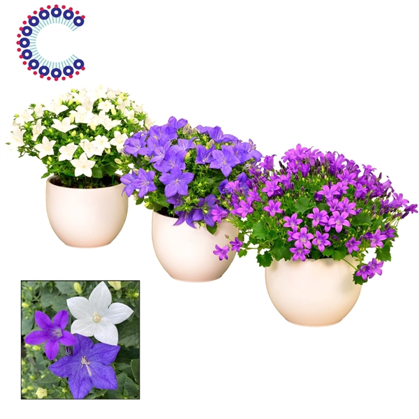 <h4>Campanula Mix Melanie</h4>