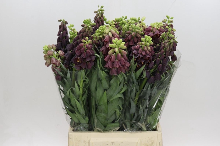 <h4>Fritillaria Persica</h4>