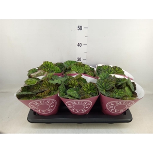 Begonia BD 'Lime Fever'