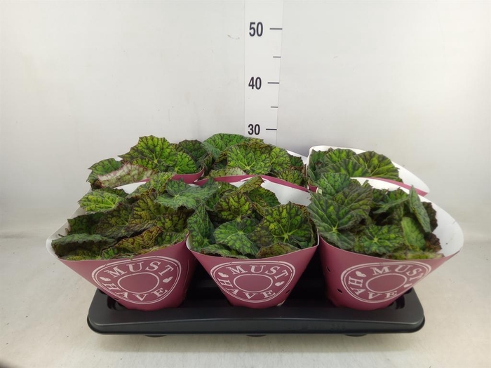 <h4>Begonia BD 'Lime Fever'</h4>