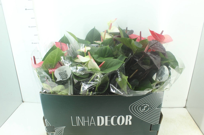 <h4>ANTHURIUM VARIADO P15 PREMIUM</h4>