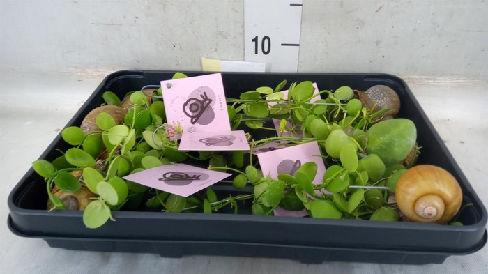 <h4>Arr.  Dischidia</h4>