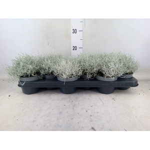 Leucophyta brownii