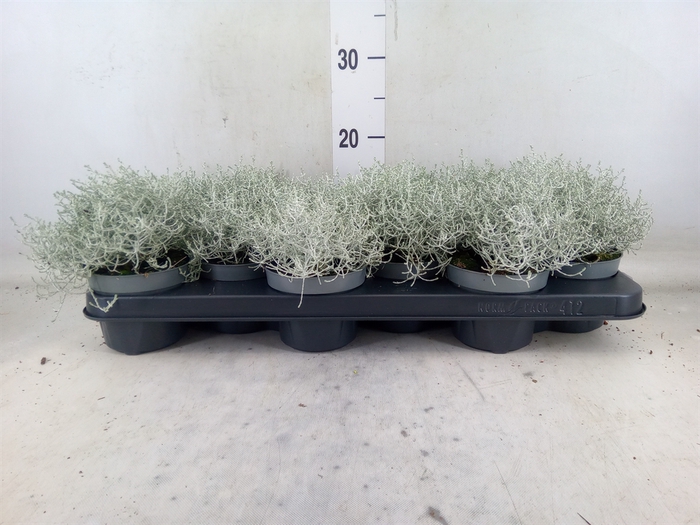 <h4>Leucophyta brownii</h4>