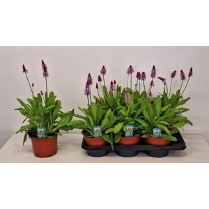 PRIM VIALII
