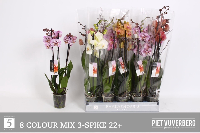 <h4>PHAL GEM 8 KL</h4>