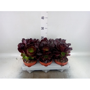 Aeonium arboreum 'Velours'
