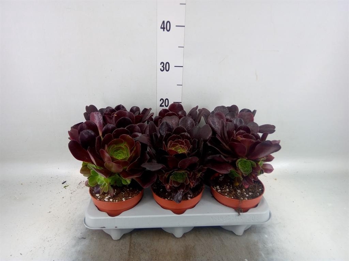 <h4>Aeonium arboreum 'Velours'</h4>