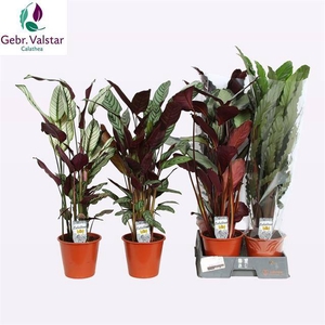 Calathea mix 19Ø 80cm