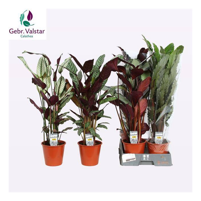 <h4>Calathea mix 19Ø 85cm</h4>