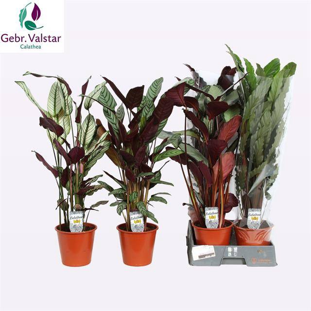 Calathea mix 19Ø 80cm